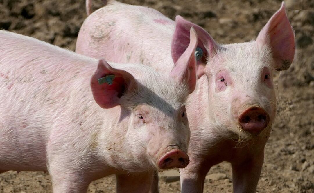 Los cerditos detenidos fueron liberados y entregados a su dueña. Foto: Pixabay