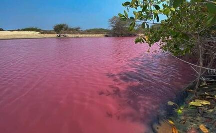 ¿Por qué se han teñido de rosa las lagunas de la Costa de Oaxaca? Esto dice el Consejo de Humedales