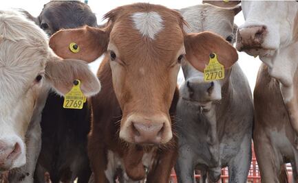 Ganaderos del Istmo de Oaxaca buscan zona libre de enfermedades para exportar a EU con ayuda del CIIT