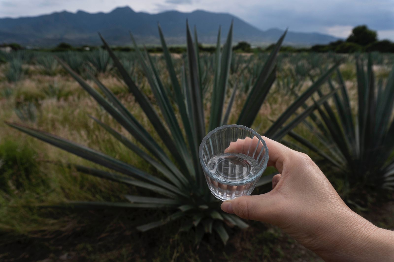 Explora la tradición mezcalera del vaso de veladora y cómo este recipiente mejora la experiencia del mezcal. Foto: Mario Arturo Martínez
