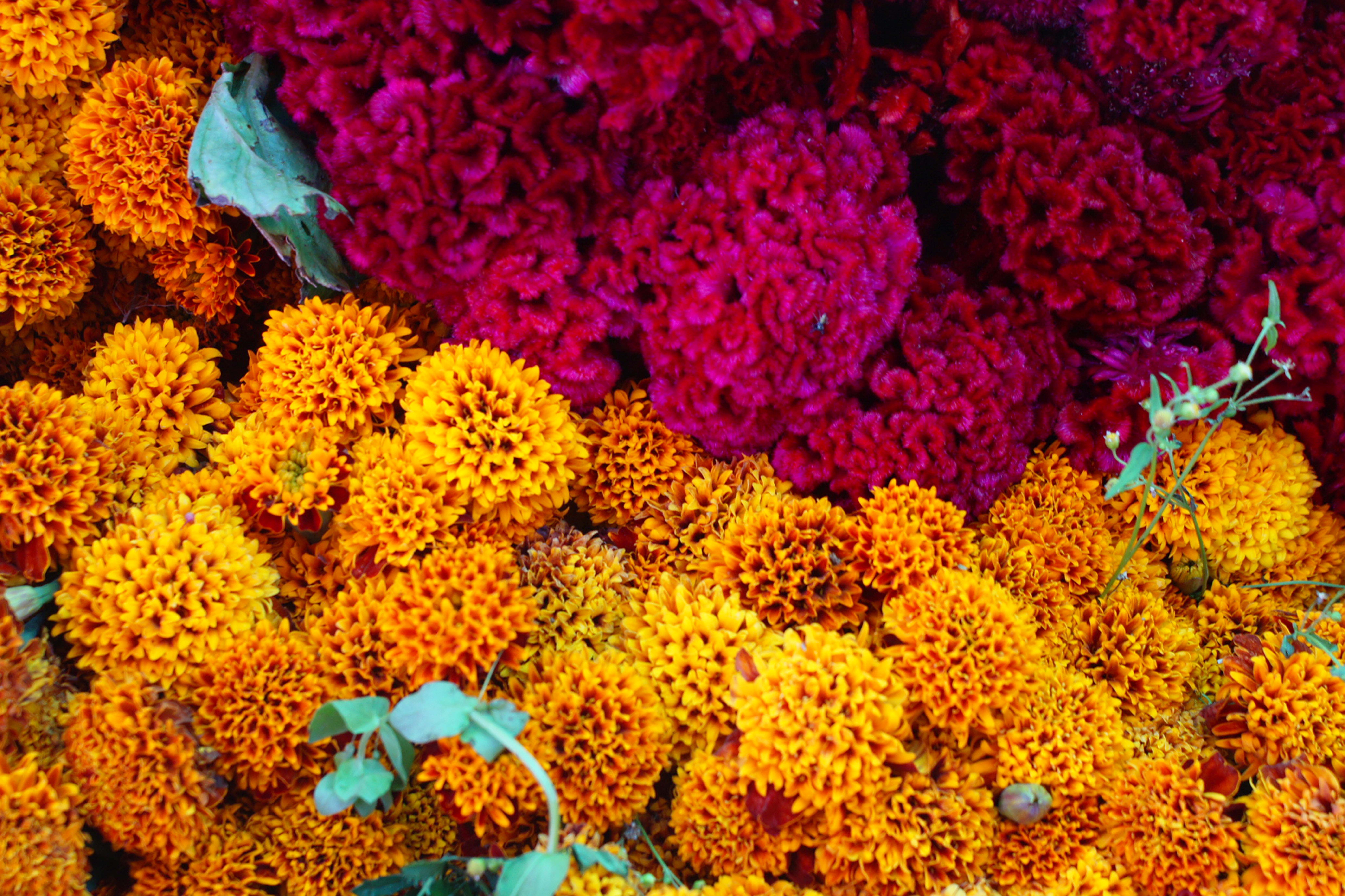 Lluvias y competencia, sepultan producciones de flor de Muertos