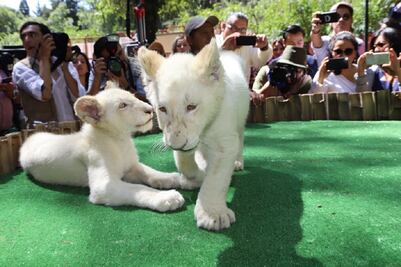 Nacen dos leones blancos en zoológico de Tlaxcala