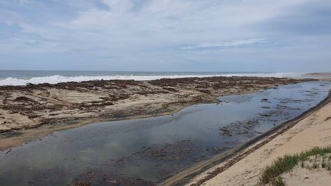 "Narda" destruyó 4 millones de huevos de tortuga en Oaxaca