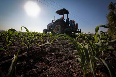 Recortan 17 mil 858 mdp al sector agropecuario; 27.3% menos que en 2019