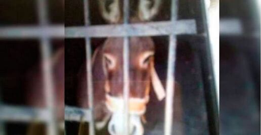 Encarcelan a burro en San Sebastián Río Dulce; es ilegal, dicen animalistas