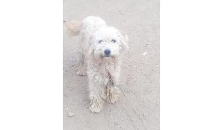 Empleado de gasera golpea a un perro con cilindro de gas en la cabeza