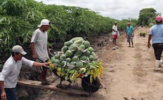 Papayas sin precios fijos y afectaciones por el cambio de clima, reportan productores de la Costa de Oaxaca