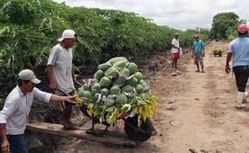 Papayas sin precios fijos y afectaciones por el cambio de clima, reportan productores de la Costa de Oaxaca