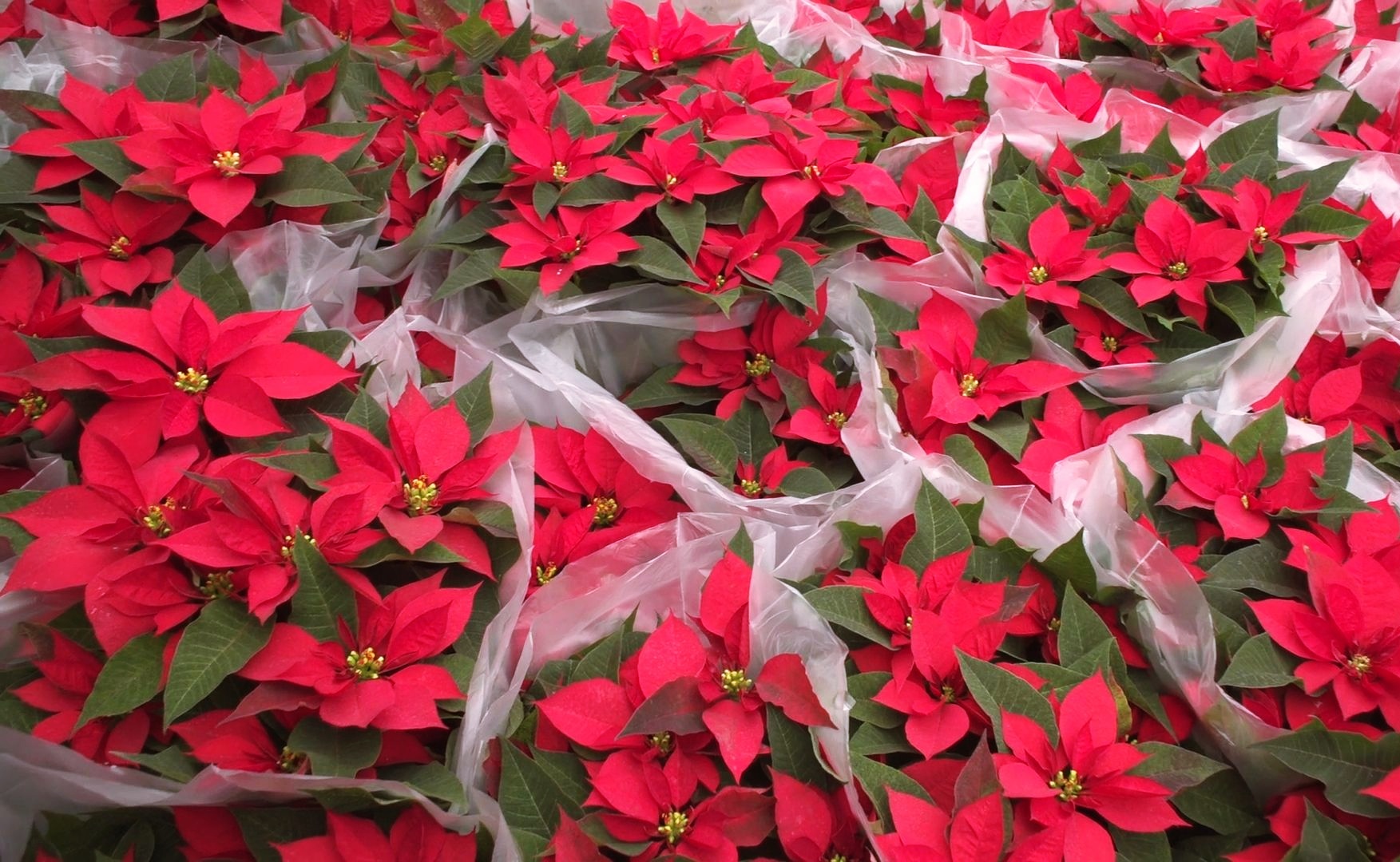 La flor de nochebuena de Oaxaca: cultura, cultivo y patrimonio de la Navidad