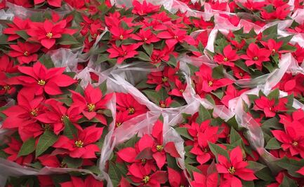 La flor de nochebuena de Oaxaca: cultura, cultivo y patrimonio de la Navidad