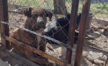 ¡Están vivos! Lomitos recogidos por policías en Ocotlán, Oaxaca, serán puestos en adopción