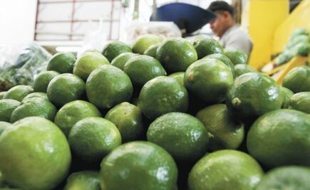 Reducen plaga de mosca de cítricos