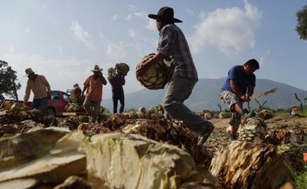 Continúa la batalla por la Denominación de Origen del mezcal