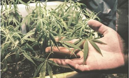 “Se legalizan las drogas o vamos a narcoestado”