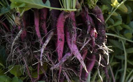 Sale pequeña cosecha para Noche de Rábanos en Oaxaca; “haremos nuestro mejor esfuerzo”: hortelanos