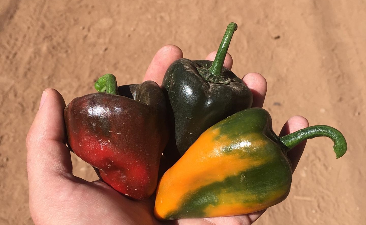 Este es el chile más caro de México y proviene de Oaxaca