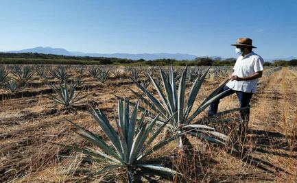 Desafían su clima caluroso y apuestan por las tierras del Istmo para producir mezcal