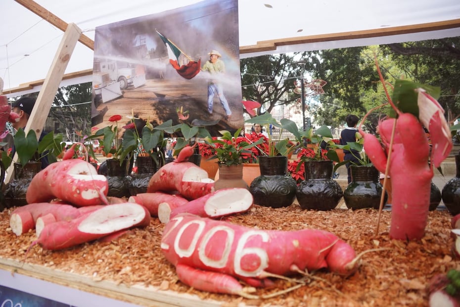 Recuerdo del conflicto magisterial en Oaxaca con rábanos