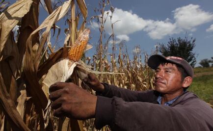 Advierten productores crisis alimentaria por déficit de maíz, tras sequías y pandemia