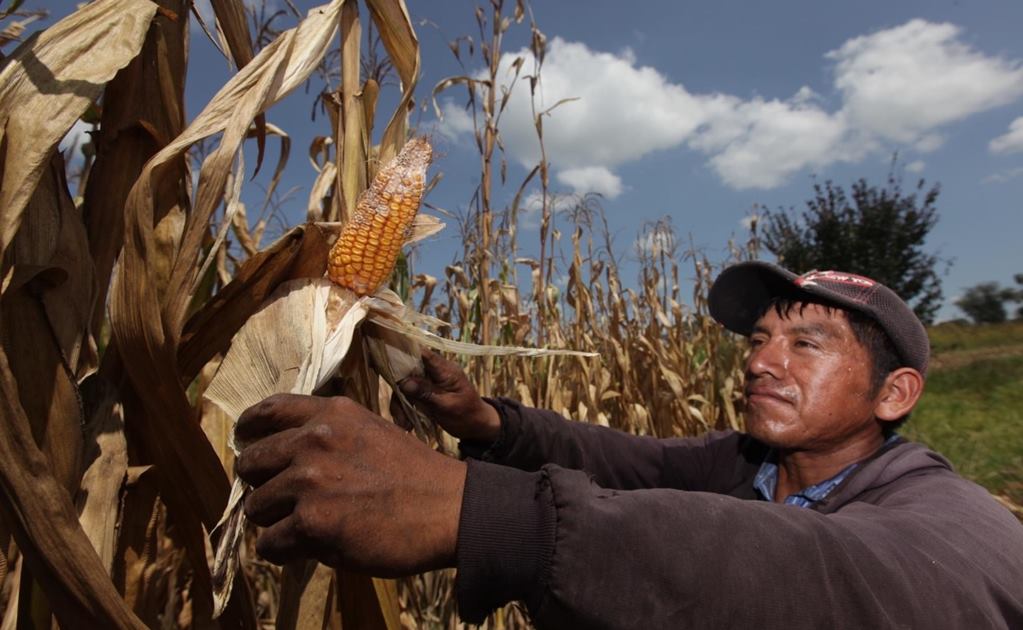 Advierten productores crisis alimentaria por déficit de maíz, tras sequías y pandemia