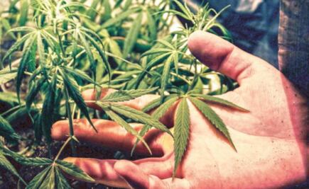 Próxima semana se abre revisión para legislar marihuana