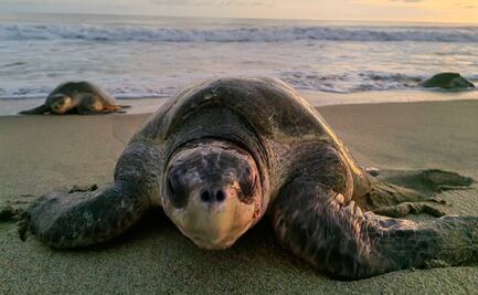 Anuncian nacimiento de dos nuevos santuarios para tortugas marinas en playas de Oaxaca
