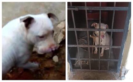 Pitbull encarcelado en Lachirioag fue asesinado; por amenazas dueño dijo que lo adoptaron: animalistas