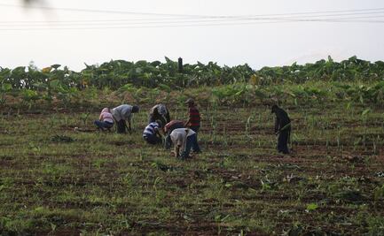 Reducen vacantes para que jornaleros de la Cuenca de Oaxaca trabajen legalmente en EU y Canadá