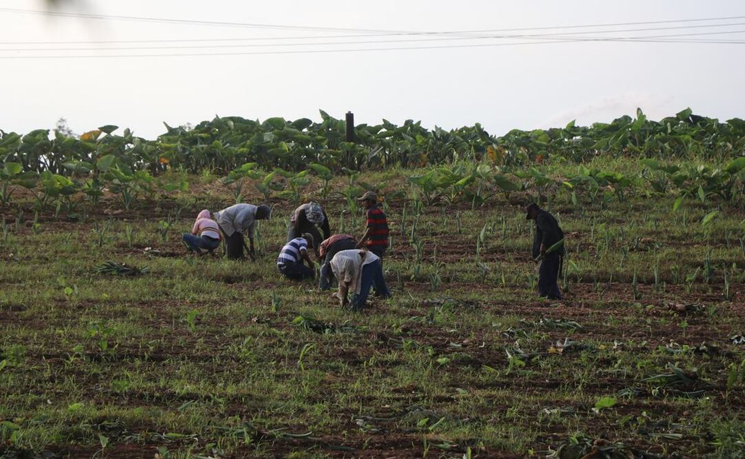 Reducen vacantes para que jornaleros de la Cuenca de Oaxaca trabajen legalmente en EU y Canadá. Fotos: Antonio Mundaca