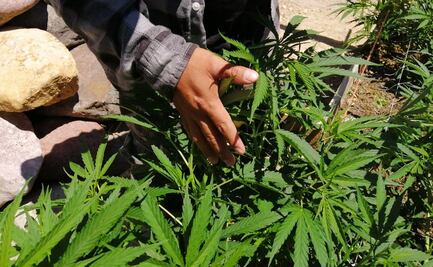 De Oaxaca, 5 variedades de cannabis que buscan incluir en Catálogo Nacional de Semillas y Vegetales