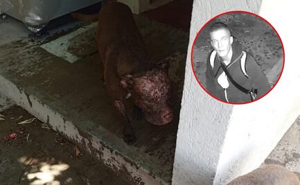 Inician investigación por agresión con ácido a dos perros en Cuilápam de Guerrero, Oaxaca 