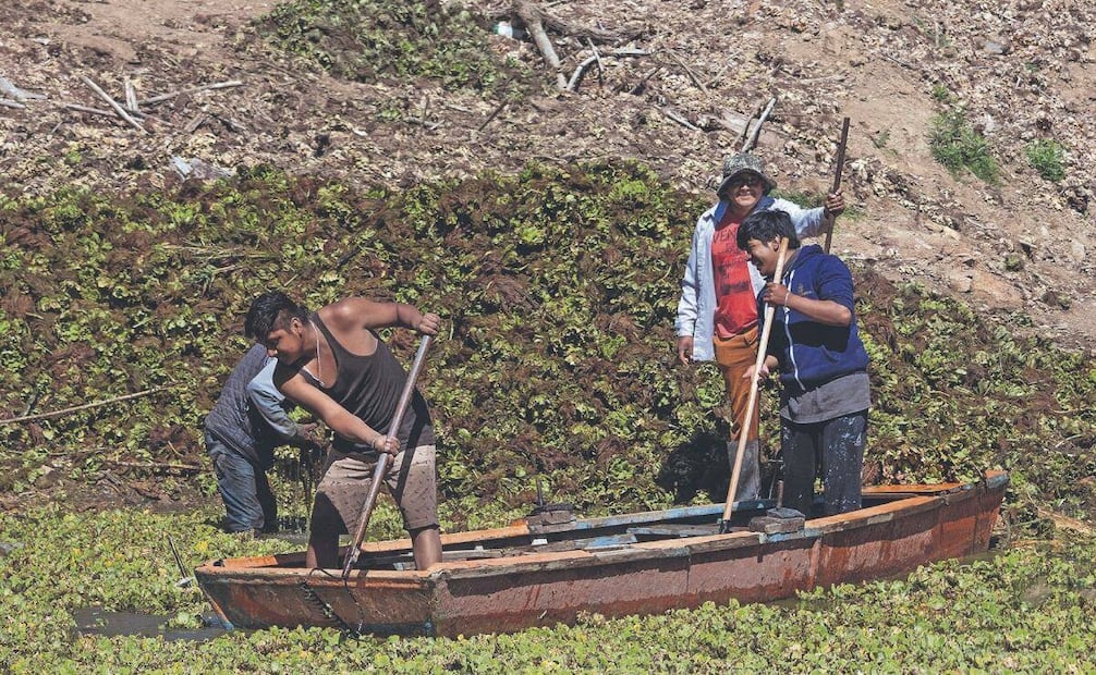El gobierno municipal de Huajuapan ha convocado a va- rias jornadas de ayuda ciudadana para quitar la planta. Foto: Juana García/ EL UNIVERSAL
