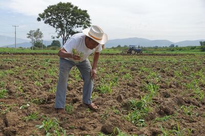 Dejan fuera del Programa de Desarrollo Rural a 30.6% municipios de Oaxaca