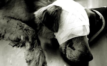 Agreden y dejan ciego a Zeus, perrito rescatado en Atzompa, Oaxaca; piden ayuda para cirugía