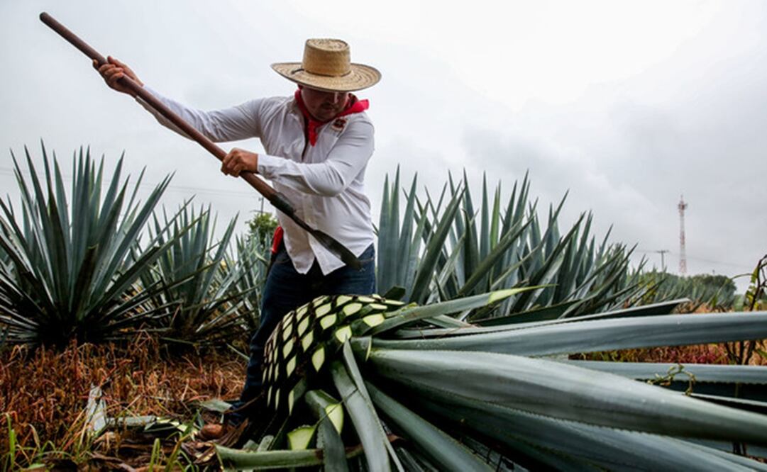 Oaxaca celebra la Feria del Mezcal 2025 con degustaciones y cultura del 18 al 29 de julio. Foto: Unsplash.