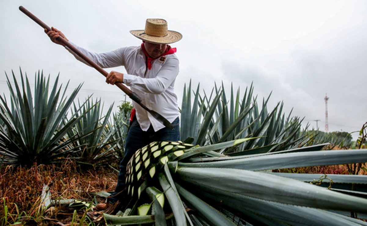 Oaxaca celebra la Feria del Mezcal 2025 con degustaciones y cultura del 18 al 29 de julio. Foto: Unsplash.