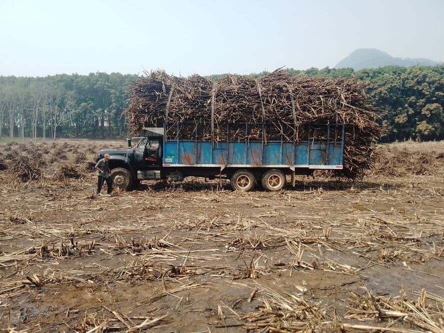 Con capacitación a cañeros, buscan erradicar uso de glifosato en la Cuenca de Oaxaca. Foto: Antonio Mundaca