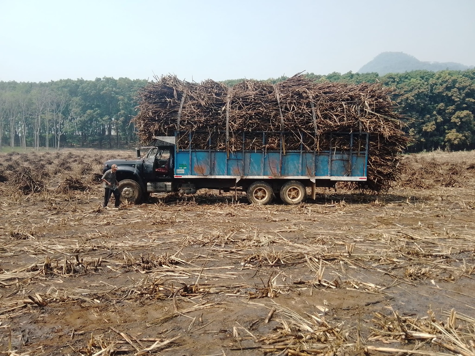 Con capacitación a cañeros, buscan erradicar uso de glifosato en la Cuenca de Oaxaca. Foto: Antonio Mundaca