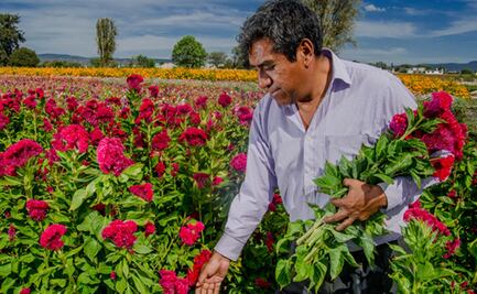 Flor de cresta de gallo: Conoce su significado espiritual en el Día de Muertos en Oaxaca