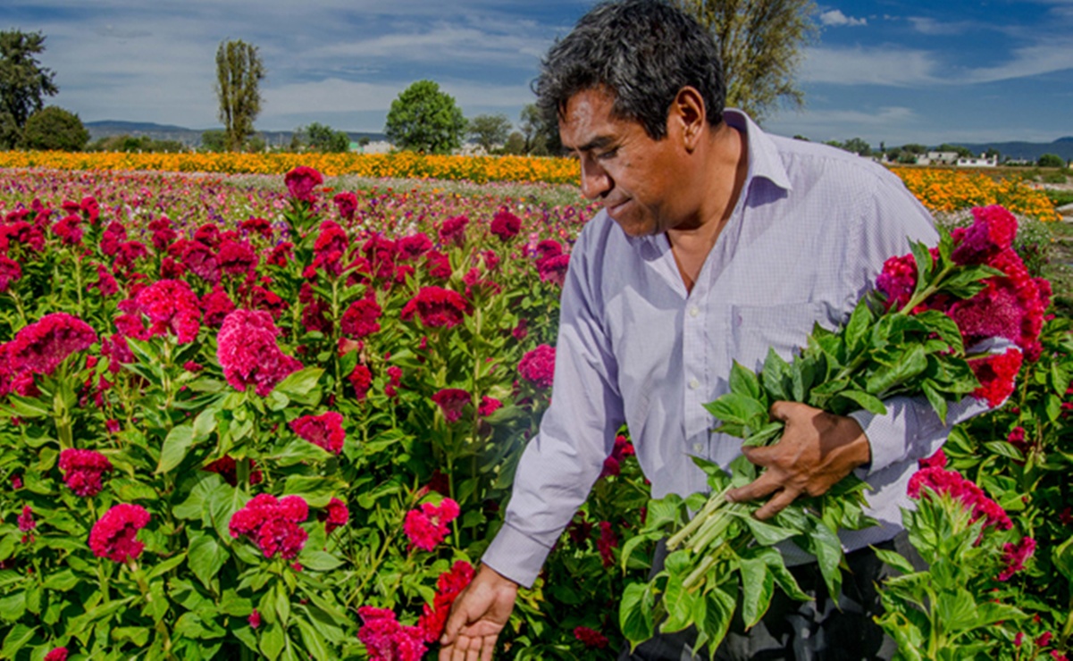 Explora el uso, cultivo y valor espiritual de la cresta de gallo, una flor fundamental del Día de Muertos en Oaxaca. Foto: Gobierno de México.
