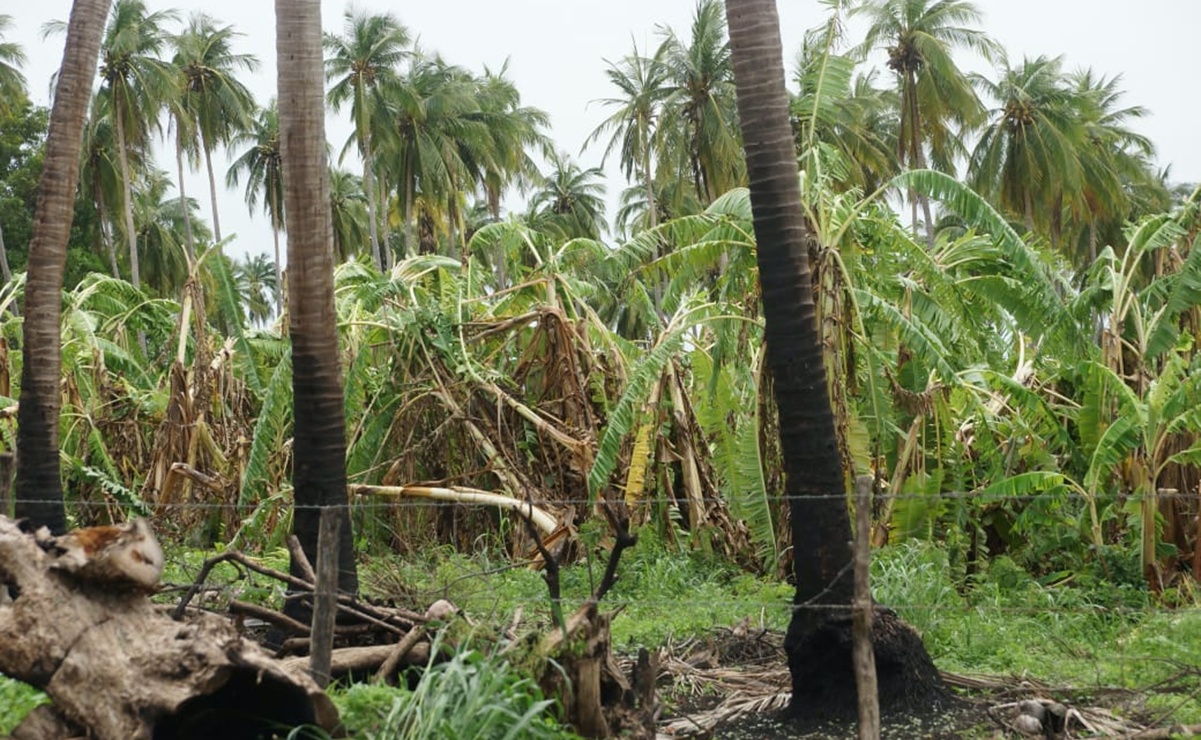 Reportan pérdida de 170 hectáreas cultivos y 700 casas afectadas en Cerro La Esperanza, Oaxaca, por huracán Erick 
