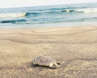 Contratará Pemex a 375 pescadores por derrame