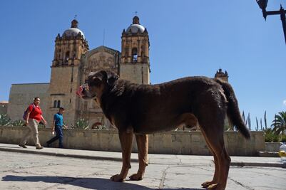Reportan ataque de “Mazapán” a corredores