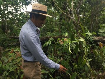 La Chinantla, renace la cuna mundial de la vainilla