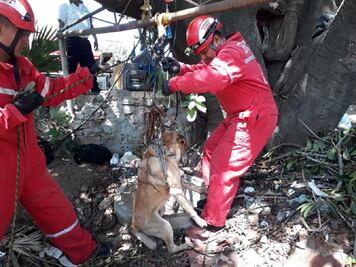 Resiste perro 48 horas en pozo; lo rescata Bomberos