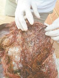 En la Umar convierten macroalga  en biofertilizante