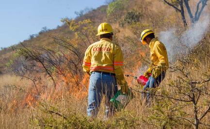 Con quema controlada y líneas cortafuegos, buscan proteger de incendios Zona Arqueológica de Monte Albán