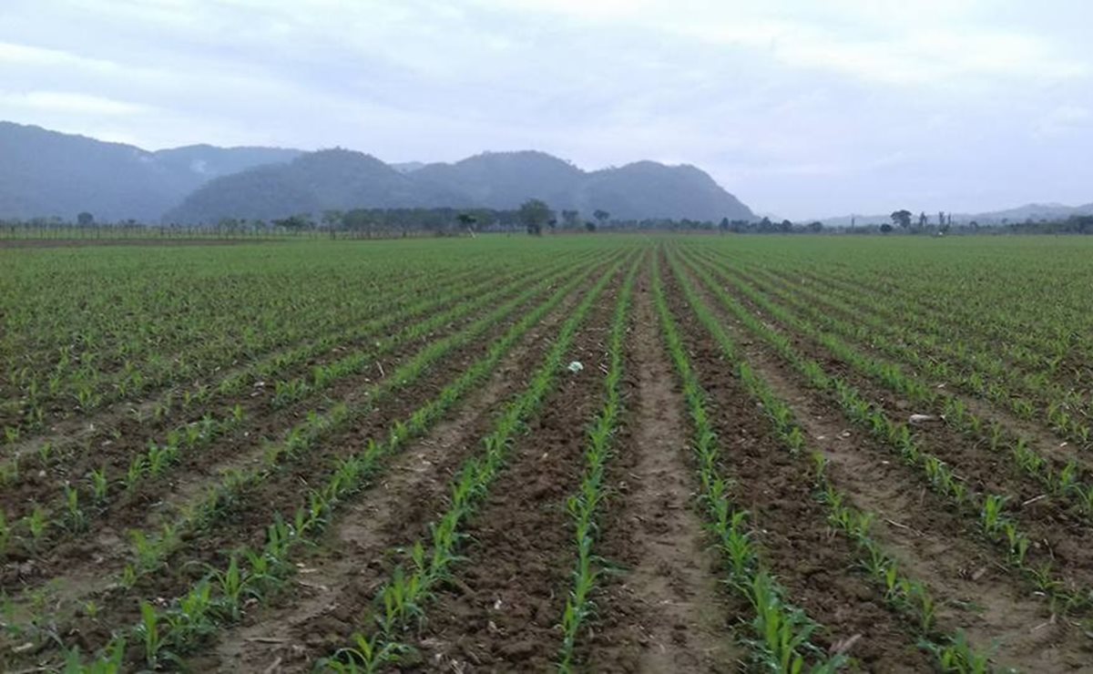 Resaca de ola de calor en la Cuenca de Oaxaca deja pérdidas de miles de toneladas de maíz