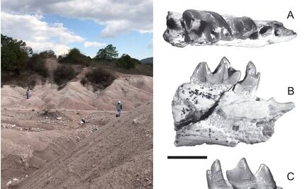 Descubren en Oaxaca fósil de erizo de hace 30 millones de años; es el más grande y antiguo de Norteamérica