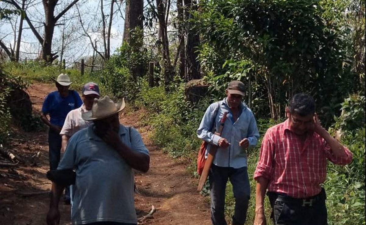 Reportan más de 50 hectáreas afectadas de gusano defoliador en Putla, en la Sierra Sur de Oaxaca